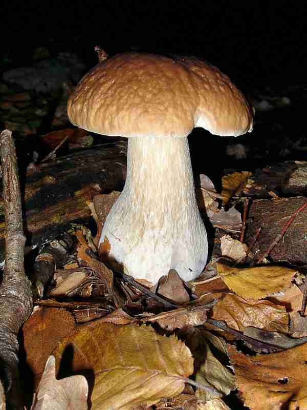  Image name: 213 Porcino.jpg 
 width: 600 pixel 
 height: 800 pixel 
 Size: 34950 bytes 
 Click to enlarge 